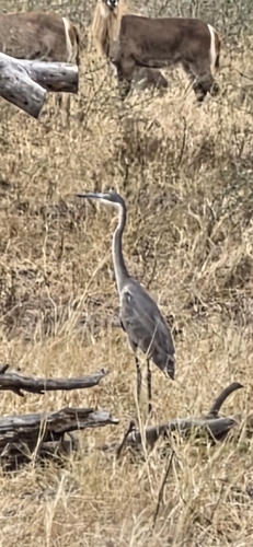 Black-headed Heron