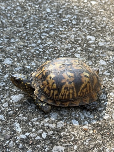 Eastern Box Turtle