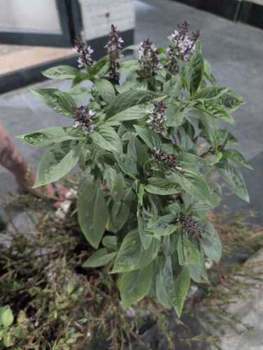 Sweet basil