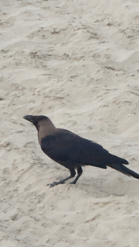 House Crow