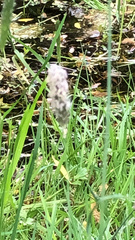 Alopecurus pratensis