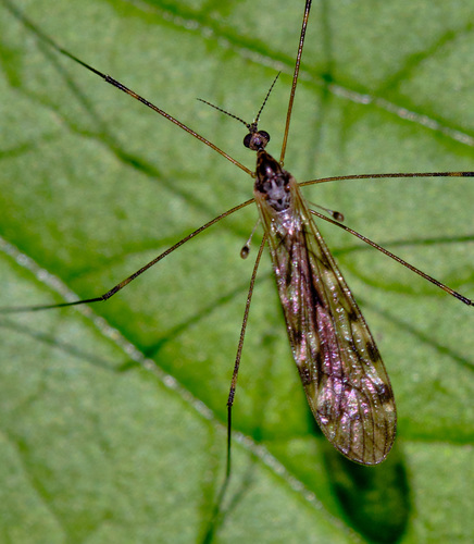 Limonia maculipennis