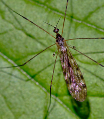 Limonia maculipennis