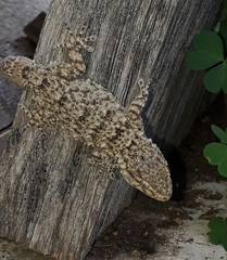 Tarentola mauritanica