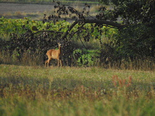 Western Roe Deer