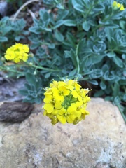 Odontarrhena obovata