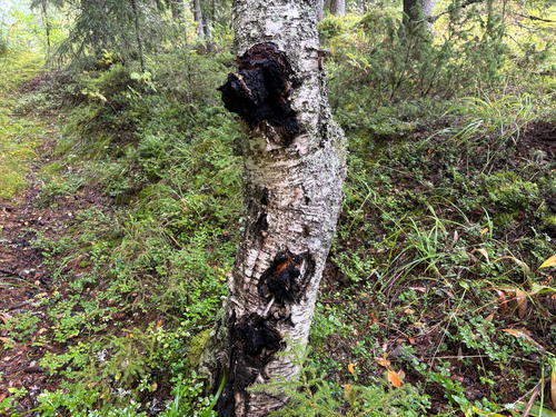 chaga
