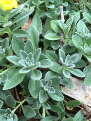 Odontarrhena obovata