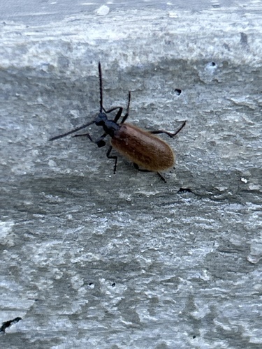 Rough-haired Lagria Beetle