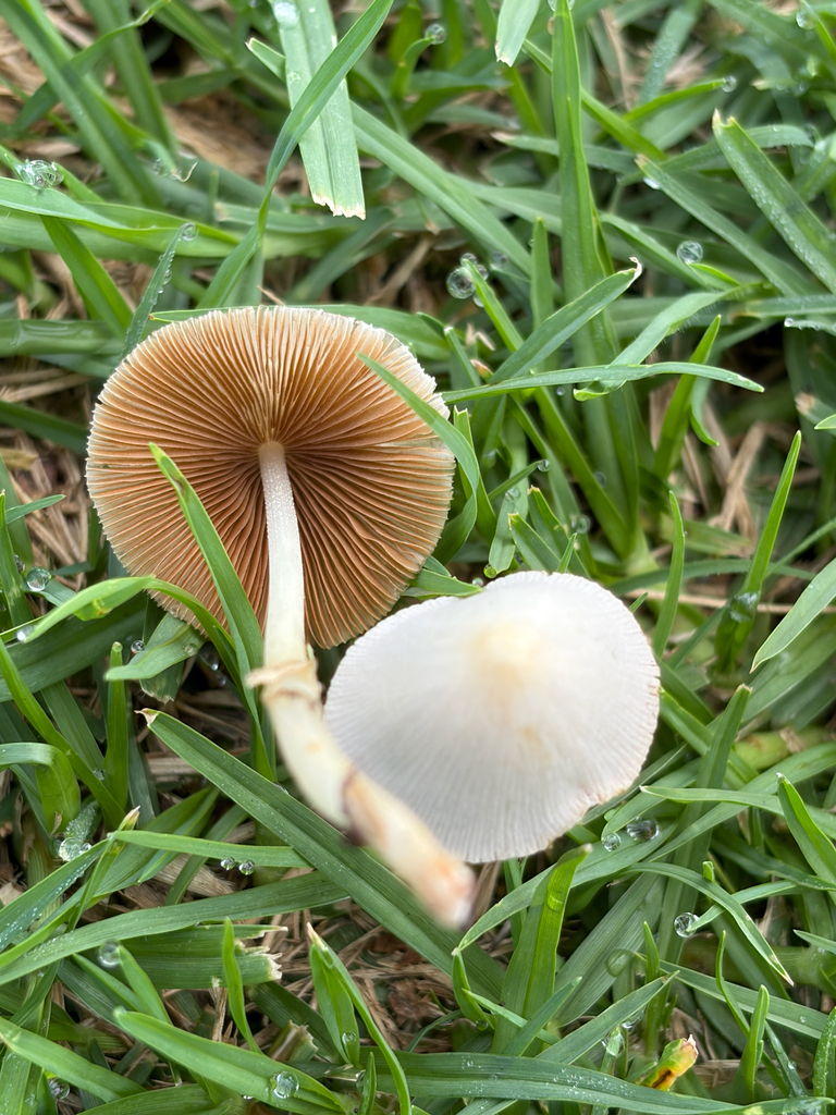 milky conecap · August 2026 · photo: Photo: (c) Jennifer Arrow, some rights reserved (CC BY) · iNaturalist