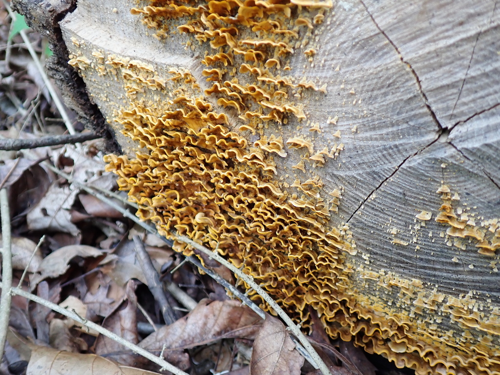crowded parchment · August 2026 · photo: Photo: (c) SReeser, some rights reserved (CC BY) · iNaturalist