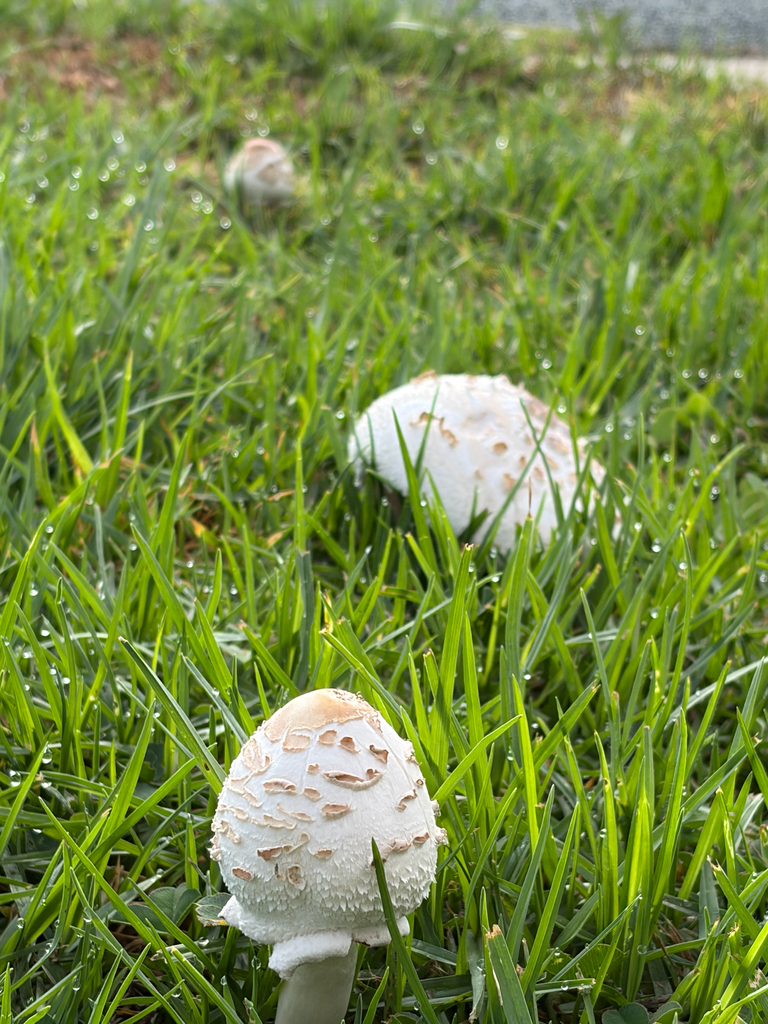Green-spored Parasol · August 2026 · photo: Photo: (c) Jennifer Arrow, some rights reserved (CC BY) · iNaturalist