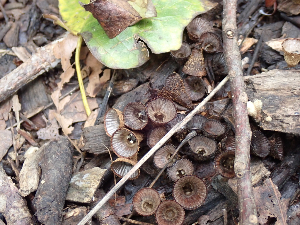 fluted bird's nest fungus · August 2026 · photo: Photo: (c) SReeser, some rights reserved (CC BY) · iNaturalist