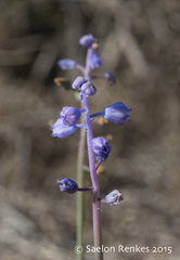 Muscari parviflorum