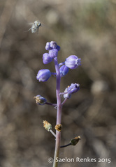 Muscari parviflorum