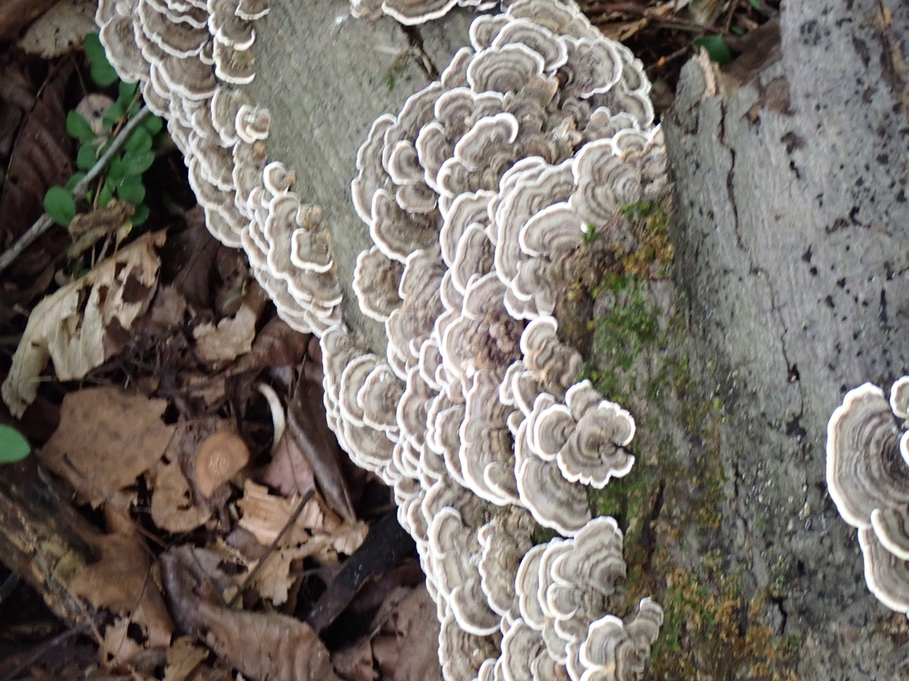 turkey-tail · August 2026 · photo: Photo: (c) SReeser, some rights reserved (CC BY) · iNaturalist