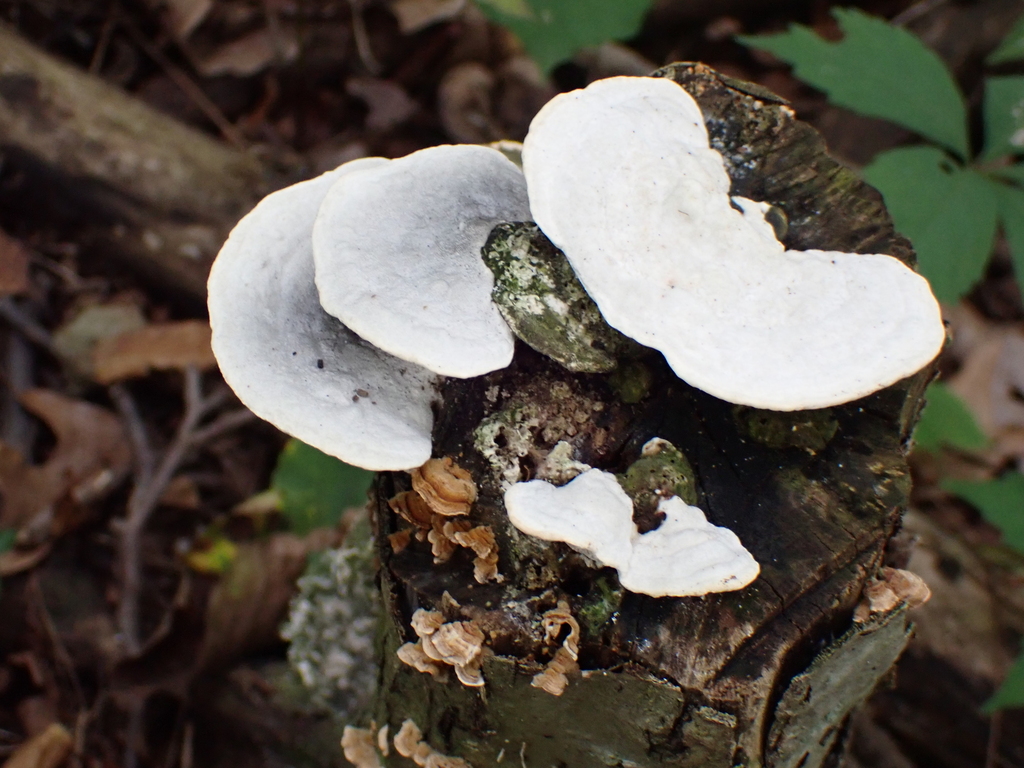 Lumpy Bracket · August 2026 · photo: Photo: (c) SReeser, some rights reserved (CC BY) · iNaturalist