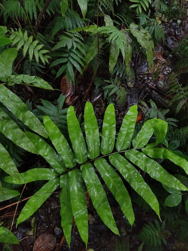 Dryopteris arborescens observed 2026-07-25