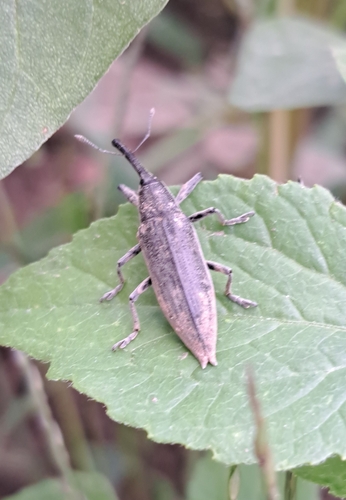 Lixus iridis