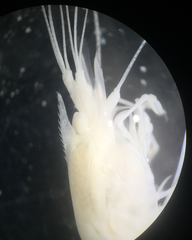 Palaemon antrorum