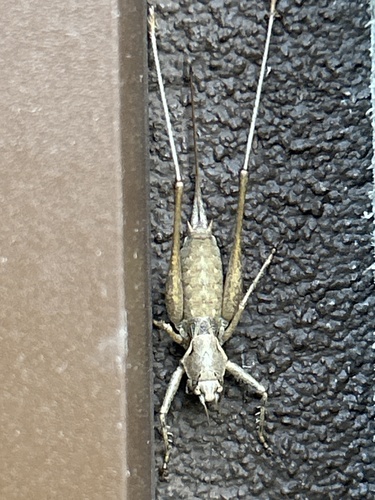 Portuguese Mountain Bush-cricket