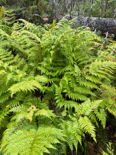 spreading wood fern