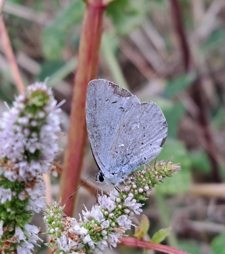 Holly Blue