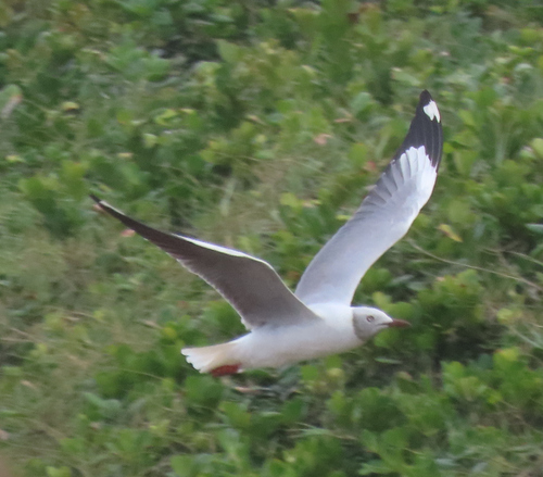 iNaturalist image