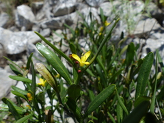 Cneorum tricoccon
