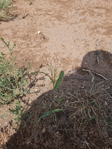 Mexican panicgrass