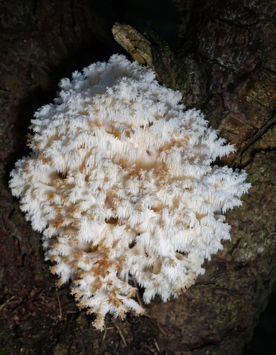 Coral tooth fungus
