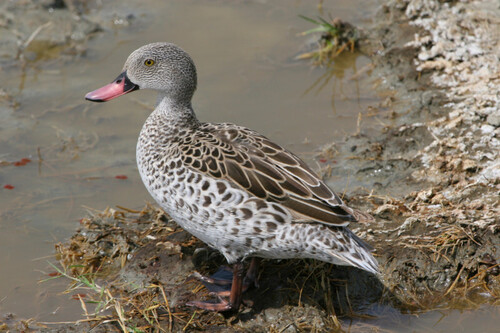 iNaturalist image