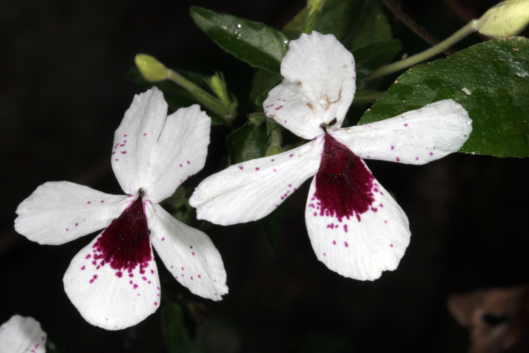 Pseuderanthemum bicolor