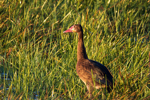 iNaturalist image