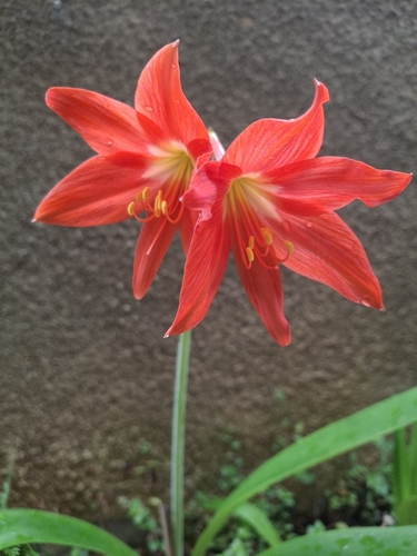 Hippeastrum striatum observed 2026-08-31