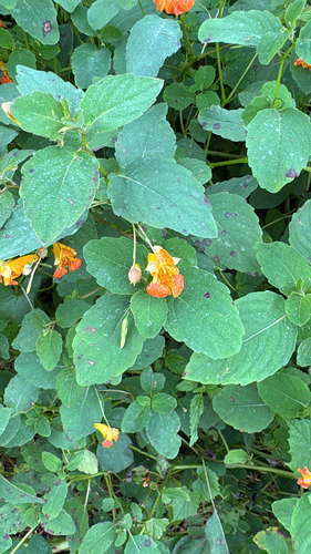 common jewelweed