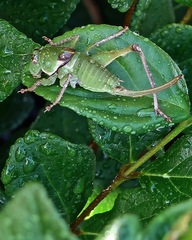 Pediodectes haldemanii
