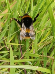Bombus terrestris