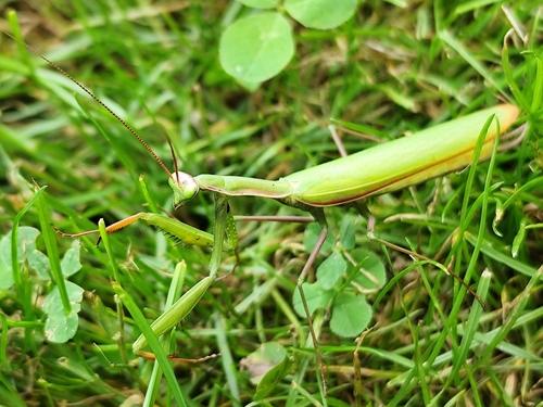 European Mantis