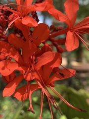 Magnoliopsida