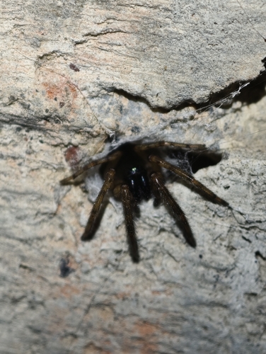Snake-back Spider
