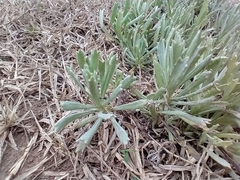 Senecio ceratophylloides, photograph author not stated, no rights reserved
