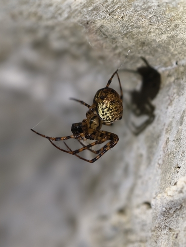 Shaded Orbweaver