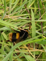 Bombus terrestris