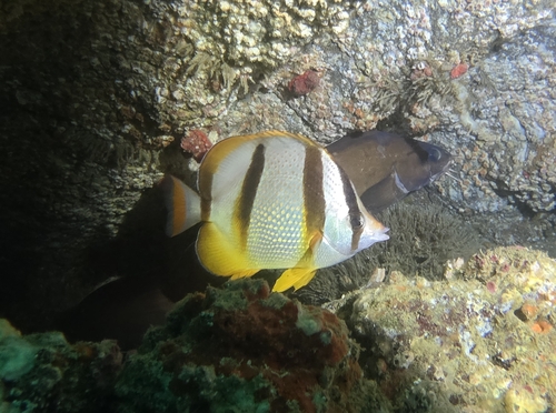 Chaetodon hoefleri observed 2026-08-29