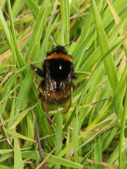 Bombus terrestris
