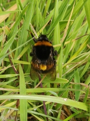 Bombus terrestris