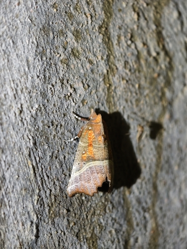 Herald Moth