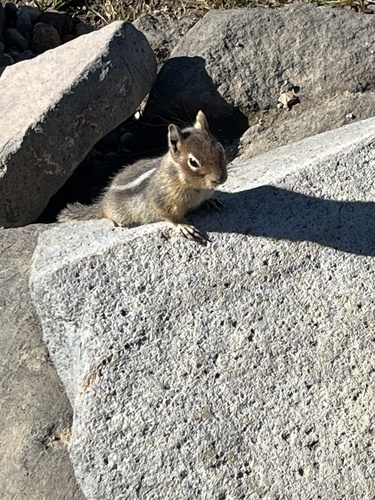 Cascade Golden-mantled Ground Squirrel observed by capybara1357