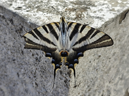 Iberian Scarce Swallowtail
